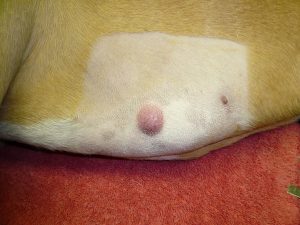 Mast Cell Tumor