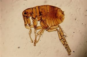 dog flea