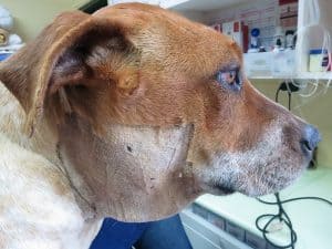 dog Lymphoma