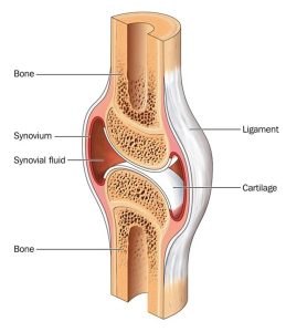 The Importance of Cartilage Strengthening in Dogs