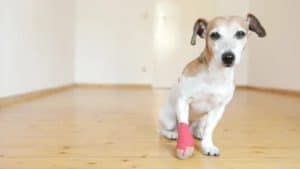 The Importance of Cartilage Strengthening in Dogs