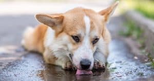 Antifreeze Poisoning in Dogs