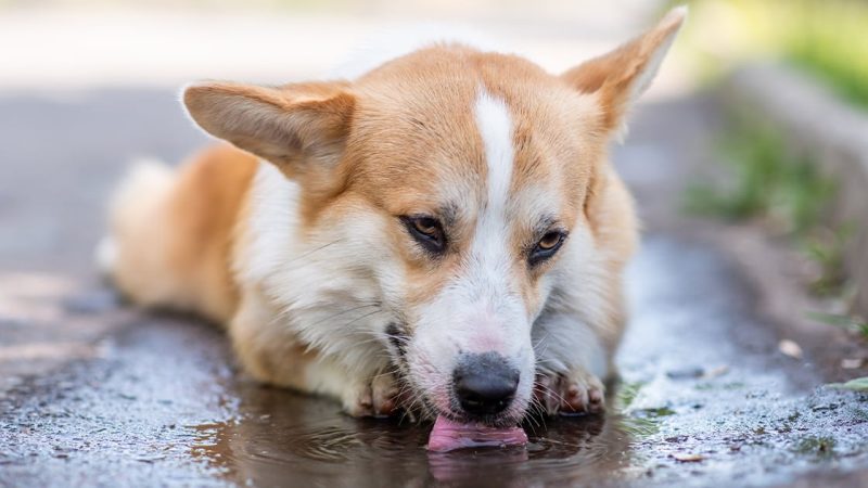 Antifreeze Poisoning in Dogs