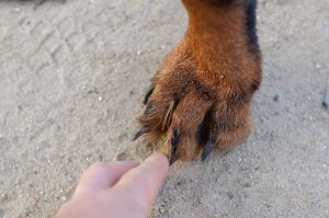 foxtail in dogs