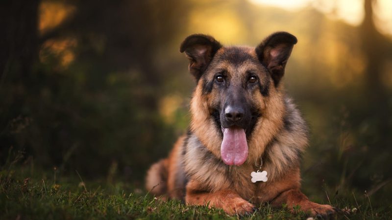 Best Joint Supplements for Dogs